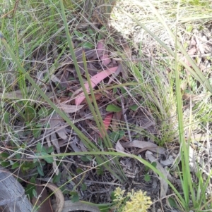 Lomandra multiflora at Kambah, ACT - 22 Oct 2017 10:23 AM