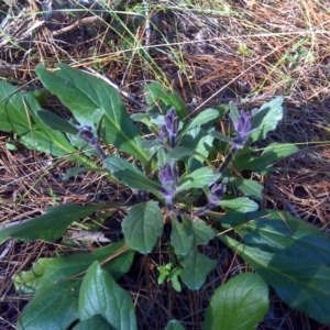 Ajuga australis at Isaacs, ACT - 14 Oct 2017