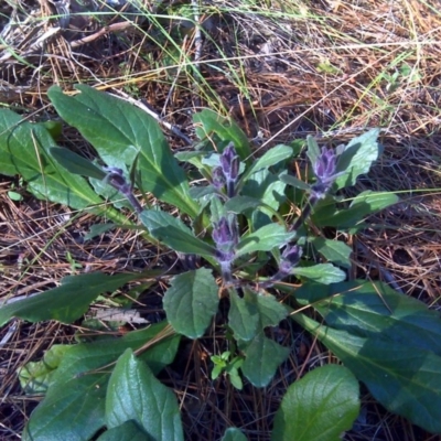 Ajuga australis (Austral Bugle) at Isaacs, ACT - 14 Oct 2017 by Mike