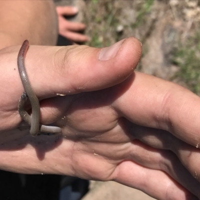 Aprasia parapulchella (Pink-tailed Worm-lizard) at Mount Taylor - 21 Oct 2017 by AlexSof