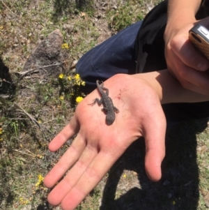 Amphibolurus muricatus at Torrens, ACT - 21 Oct 2017