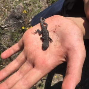 Amphibolurus muricatus at Torrens, ACT - 21 Oct 2017