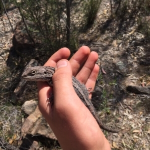 Amphibolurus muricatus at Mount Taylor - 21 Oct 2017