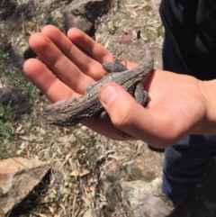 Amphibolurus muricatus at Mount Taylor - 21 Oct 2017