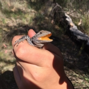 Amphibolurus muricatus at Kambah, ACT - 21 Oct 2017