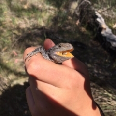 Amphibolurus muricatus at Kambah, ACT - 21 Oct 2017 04:24 PM