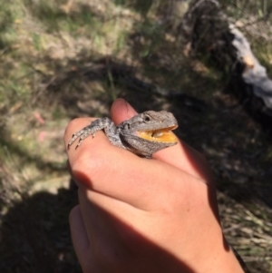 Amphibolurus muricatus at Kambah, ACT - 21 Oct 2017 04:24 PM