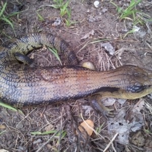 Tiliqua scincoides scincoides at Kambah, ACT - 21 Oct 2017 04:11 PM