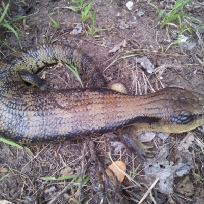 Tiliqua scincoides scincoides (Eastern Blue-tongue) at Kambah, ACT - 21 Oct 2017 by RosemaryRoth