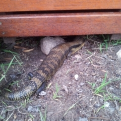 Tiliqua scincoides scincoides at Kambah, ACT - 21 Oct 2017