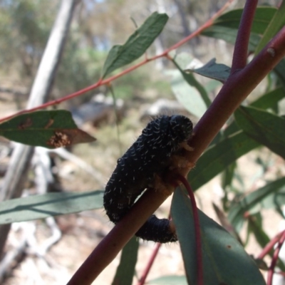 Perga sp. (genus) (Sawfly or Spitfire) at Majura, ACT - 21 Oct 2017 by WalterEgo