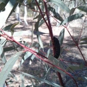 Perga sp. (genus) at Majura, ACT - 21 Oct 2017