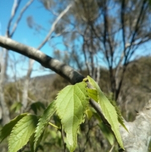 Celtis australis at Majura, ACT - 21 Oct 2017