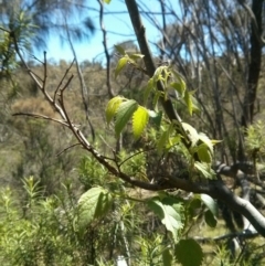 Celtis australis at Majura, ACT - 21 Oct 2017