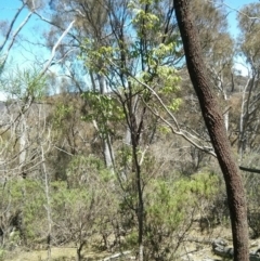 Celtis australis at Majura, ACT - 21 Oct 2017