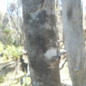 Celtis australis at Majura, ACT - 21 Oct 2017