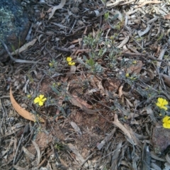 Hibbertia obtusifolia (Grey Guinea-flower) at Mount Ainslie - 21 Oct 2017 by WalterEgo