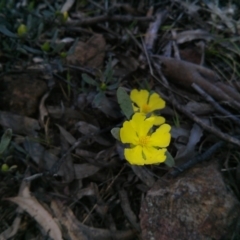 Hibbertia obtusifolia at Majura, ACT - 21 Oct 2017