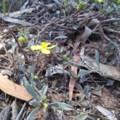 Hibbertia obtusifolia at Majura, ACT - 21 Oct 2017 01:28 PM