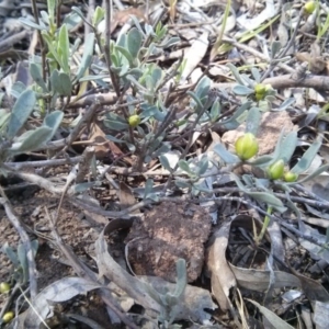 Hibbertia obtusifolia at Majura, ACT - 21 Oct 2017