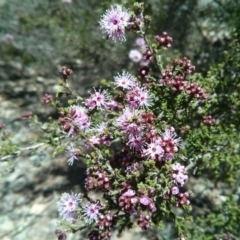 Kunzea parvifolia (Violet Kunzea) at Majura, ACT - 21 Oct 2017 by WalterEgo