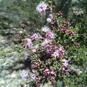 Kunzea parvifolia at Majura, ACT - 21 Oct 2017