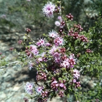 Kunzea parvifolia (Violet Kunzea) at Mount Ainslie - 21 Oct 2017 by WalterEgo