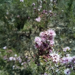 Kunzea parvifolia at Majura, ACT - 21 Oct 2017