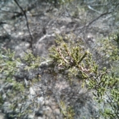 Kunzea parvifolia at Majura, ACT - 21 Oct 2017