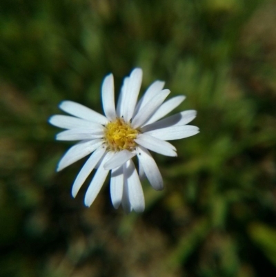 Vittadinia (genus) (Fuzzweed) at Majura, ACT - 21 Oct 2017 by WalterEgo