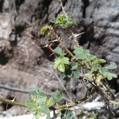 Rosa sp. (A Wild Rose) at Mount Ainslie - 21 Oct 2017 by WalterEgo