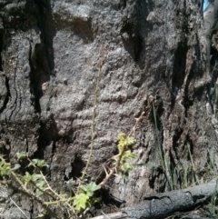 Rosa sp. at Majura, ACT - 21 Oct 2017