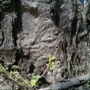 Rosa sp. at Majura, ACT - 21 Oct 2017