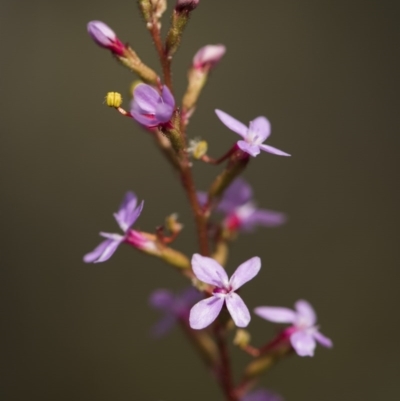 Stylidium graminifolium (Grass Triggerplant) at Bruce, ACT - 21 Oct 2017 by GlenRyan