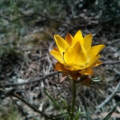 Xerochrysum viscosum (Sticky Everlasting) at Mount Ainslie - 21 Oct 2017 by WalterEgo