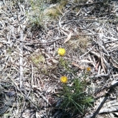 Xerochrysum viscosum at Majura, ACT - 21 Oct 2017