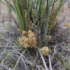 Lomandra multiflora (Many-flowered Matrush) at Theodore, ACT - 19 Oct 2017 by MichaelBedingfield