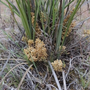 Lomandra multiflora at Theodore, ACT - 19 Oct 2017 06:04 PM