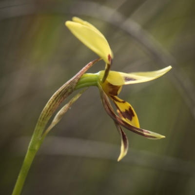 Diuris sulphurea (Tiger Orchid) at Canberra Central, ACT - 21 Oct 2017 by GlenRyan