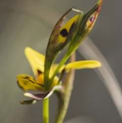 Diuris sulphurea (Tiger Orchid) at Canberra Central, ACT - 21 Oct 2017 by GlenRyan