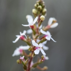 Stylidium graminifolium (Grass Triggerplant) at Black Mountain - 21 Oct 2017 by GlenRyan