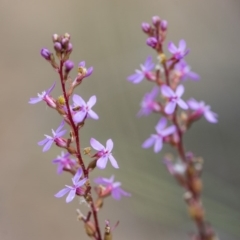 Stylidium graminifolium at O'Connor, ACT - 21 Oct 2017 04:32 PM