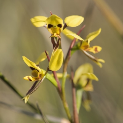 Diuris sulphurea (Tiger Orchid) at O'Connor, ACT - 21 Oct 2017 by GlenRyan