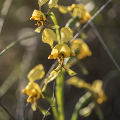 Diuris nigromontana (Black Mountain Leopard Orchid) at Bruce, ACT - 21 Oct 2017 by GlenRyan