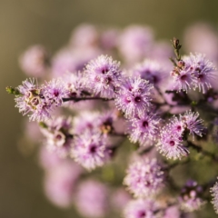 Kunzea parvifolia (Violet Kunzea) at Black Mountain - 21 Oct 2017 by GlenRyan