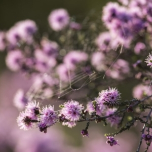 Kunzea parvifolia at Bruce, ACT - 21 Oct 2017