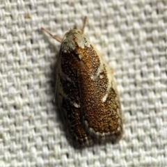 Euchaetis rhizobola (A Concealer moth (Wingia group)) at O'Connor, ACT - 21 Oct 2017 by ibaird