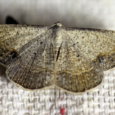 Taxeotis intextata (Looper Moth, Grey Taxeotis) at O'Connor, ACT - 18 Oct 2017 by ibaird