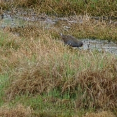 Porzana fluminea (Australian Spotted Crake) at Fyshwick, ACT - 19 Oct 2017 by roymcd