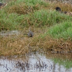 Porzana fluminea at Fyshwick, ACT - 20 Oct 2017 09:45 AM